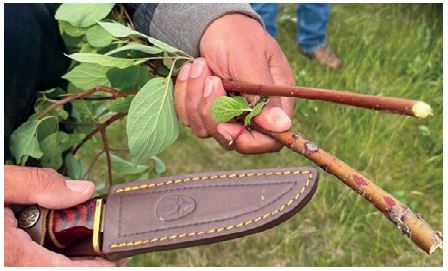 Photo of freshly cut tobacco